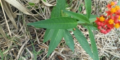 Asclepias curassavica