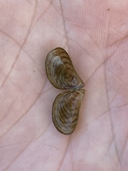 Dreissena bugensis