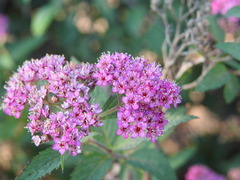 Spiraea japonica