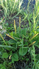 Plantago major