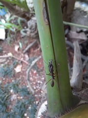 Odontomachus chelifer