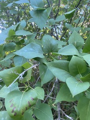 Syringa vulgaris