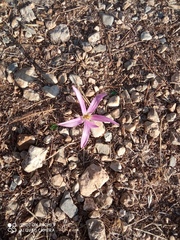 Colchicum montanum
