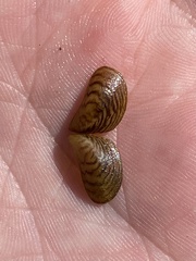 Dreissena bugensis