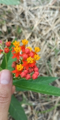 Asclepias curassavica