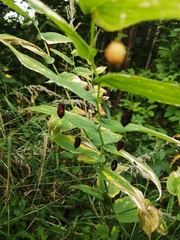 Streptopus amplexifolius