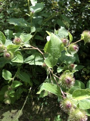Arctium lappa