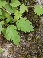 Chrysanthemum indicum