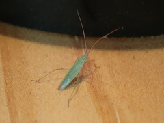 Trigonotylus