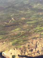 Zostera marina