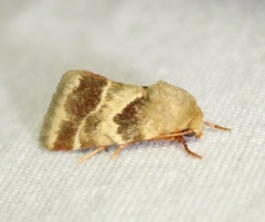 Schinia lynx