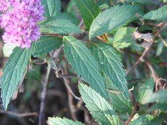 Spiraea japonica