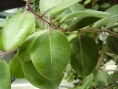 Metrosideros collina