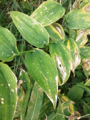 Streptopus amplexifolius