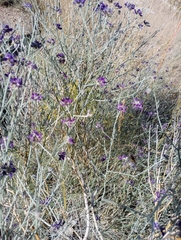 Psorothamnus scoparius
