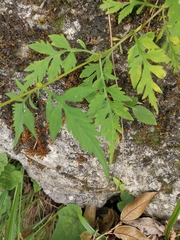 Patrinia scabra