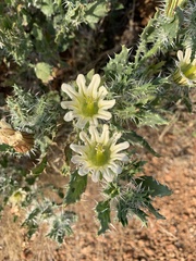 Codon royenii