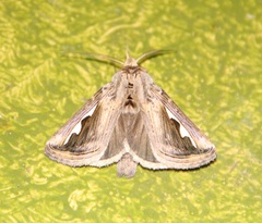 Didugua argentilinea