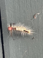 Lymantriinae