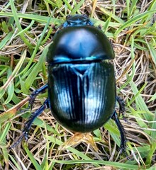 Geotrupes stercorarius