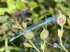 Enallagma doubledayi