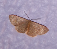 Leptostales pannaria