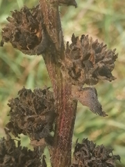Campanula cervicaria