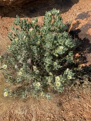 Codon royenii