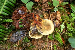 Phaeolus