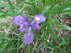 Iris tenax