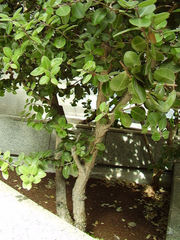 Metrosideros collina