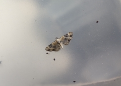 Eupithecia linariata