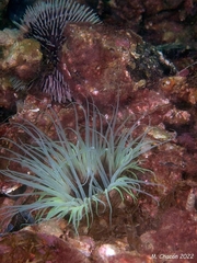 Cerianthus membranaceus