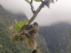 Fringilla coelebs maderensis