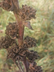 Campanula cervicaria
