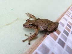 Scinax