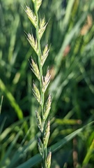 Lolium multiflorum