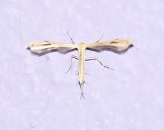 Pterophorinae