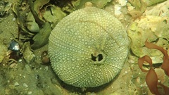 Psammechinus miliaris