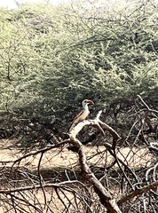 Tockus erythrorhynchus