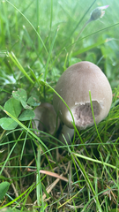 Panaeolus foenisecii
