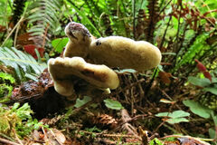 Phaeolus