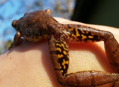 Scinax