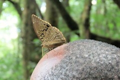 Papilionoidea