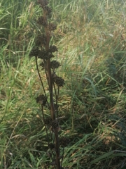 Campanula cervicaria