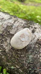 Reticularia lycoperdon