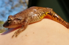 Scinax