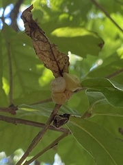 Andricus quercusstrobilanus