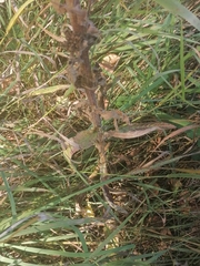 Campanula cervicaria