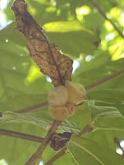 Andricus quercusstrobilanus